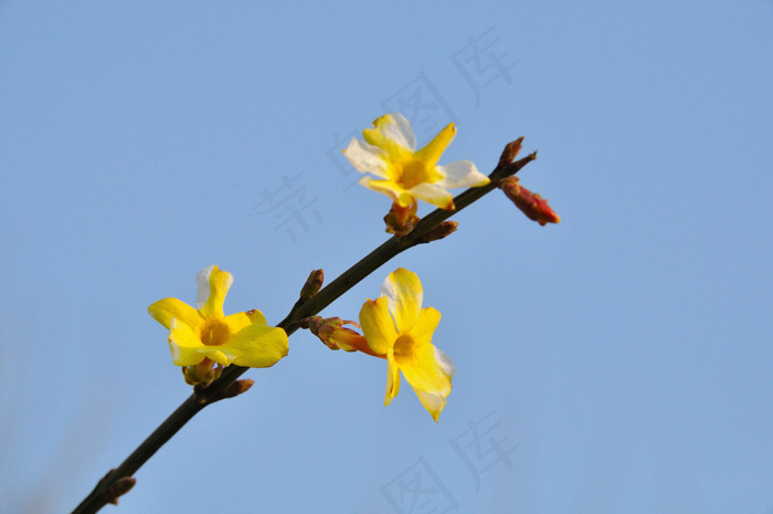 暖暖的春天 美丽的迎春花