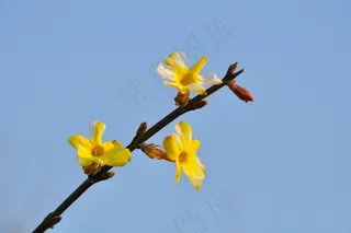 暖暖的春天 美丽的迎春花