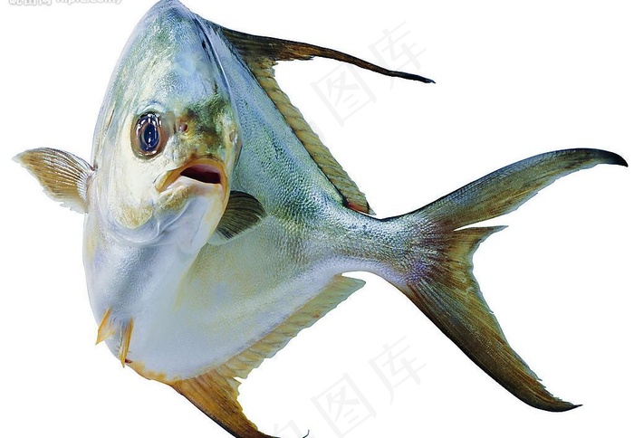 水产食材（高精）图片