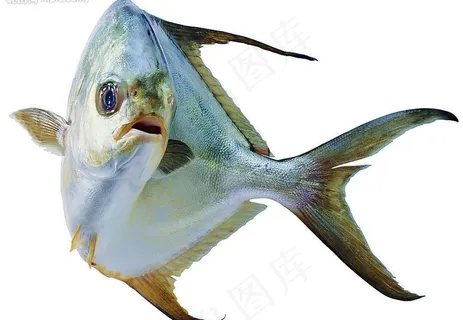 水产食材（高精）图片