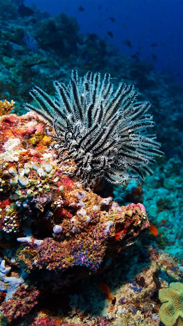 海底生物高清摄影图片