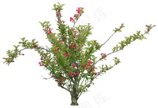 小树psd花卉素材