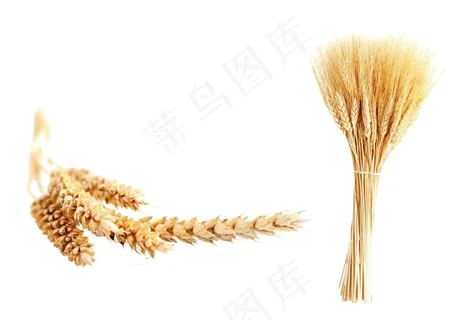 麦穗PSD抠图