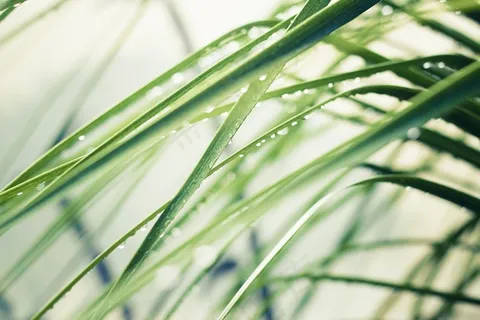 唯美绿色调叶子高清图片壁纸 唯美绿色调叶子高清图片壁纸