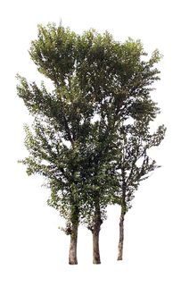 树 树