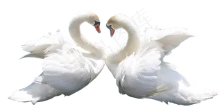 免抠png图片ps素材天鹅