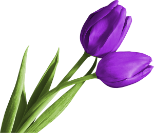 郁金香花朵PNG素材