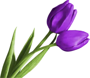 郁金香花朵PNG素材