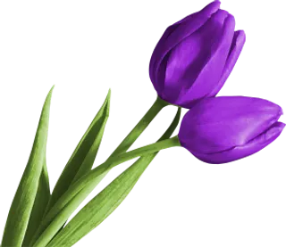 郁金香花朵PNG素材