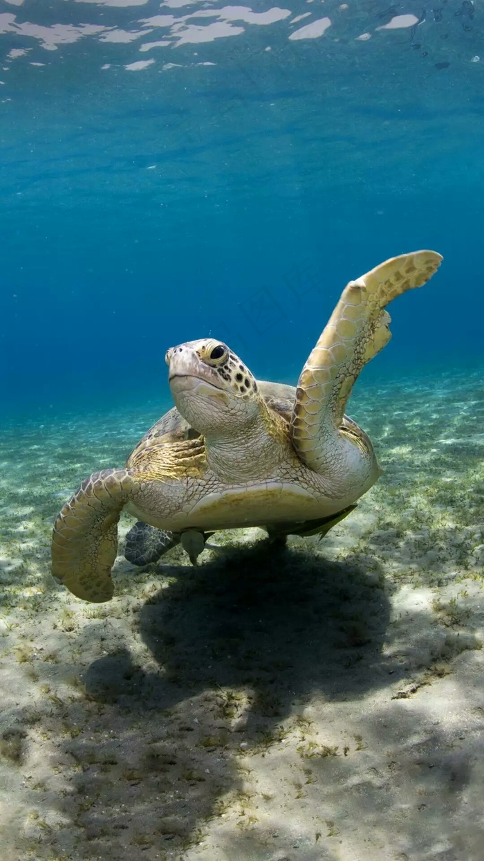 海底下的海龟高清摄影图片