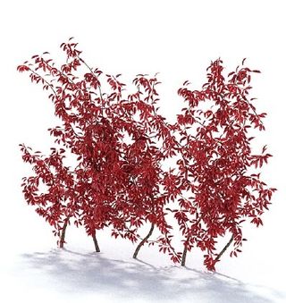 植物国外精品素材装饰素材免费下载室...