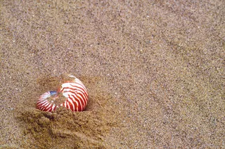 海滩上海螺图片