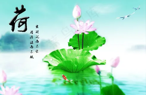 荷花和锦鲤 荷花和锦鲤