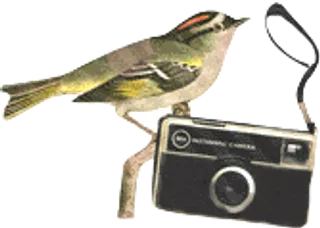 小清新森系手绘北欧风免抠png