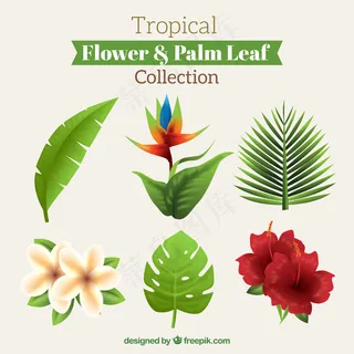 美丽的热带花和树叶