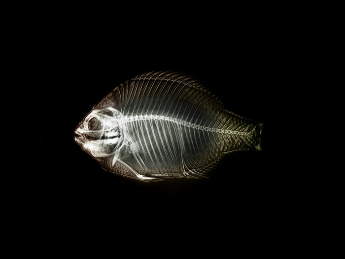 海洋鱼的透视图