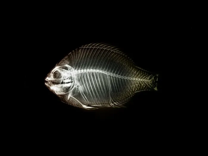 海洋鱼的透视图
