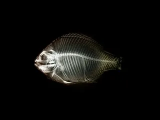 海洋鱼的透视图