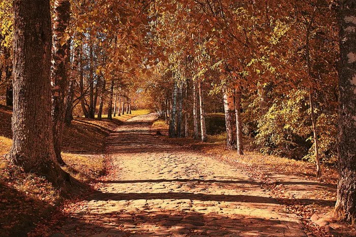 秋天树林道路风景