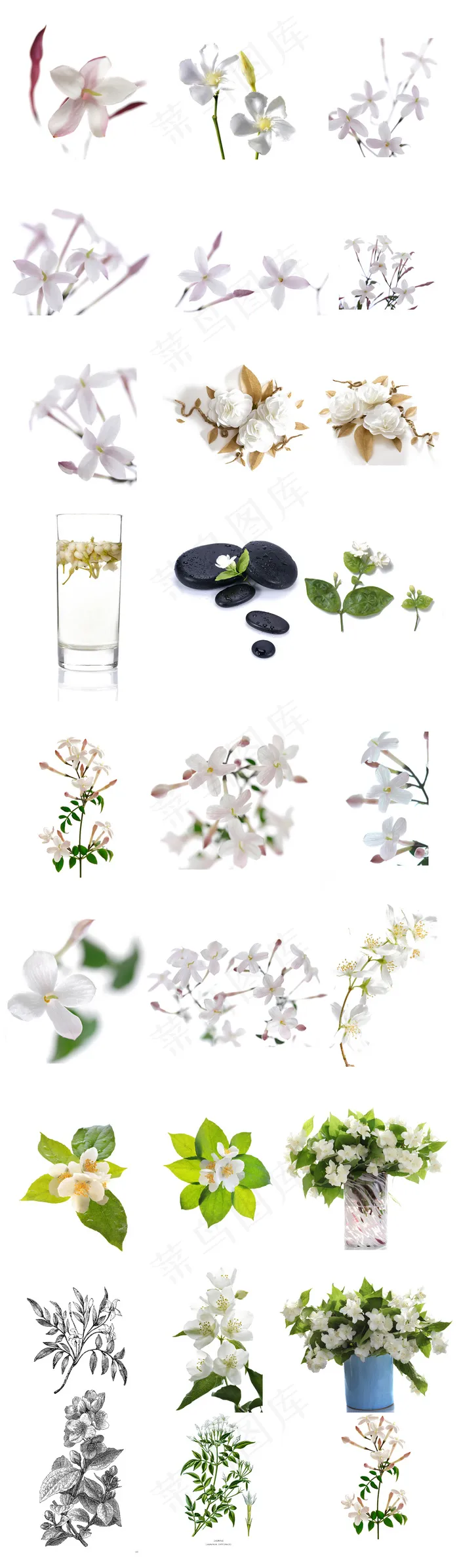 茉莉手绘实物茉莉花透明PSD茉莉花psd模版下载