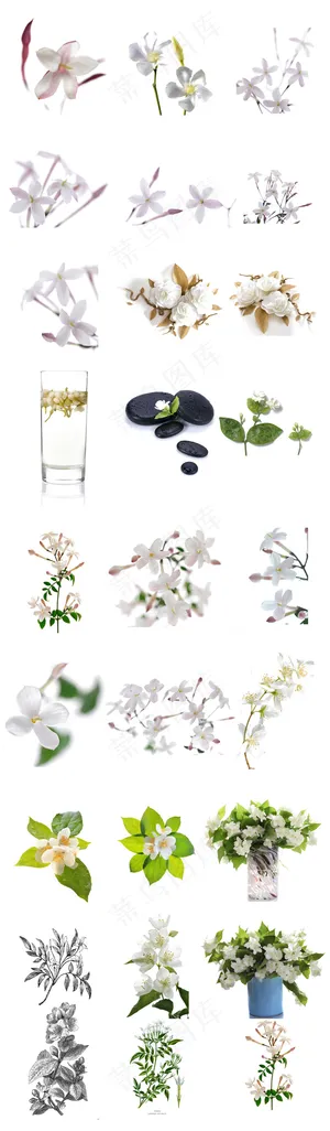 茉莉手绘实物茉莉花透明PSD茉莉花 茉莉手绘实物茉莉花透明PSD茉莉花