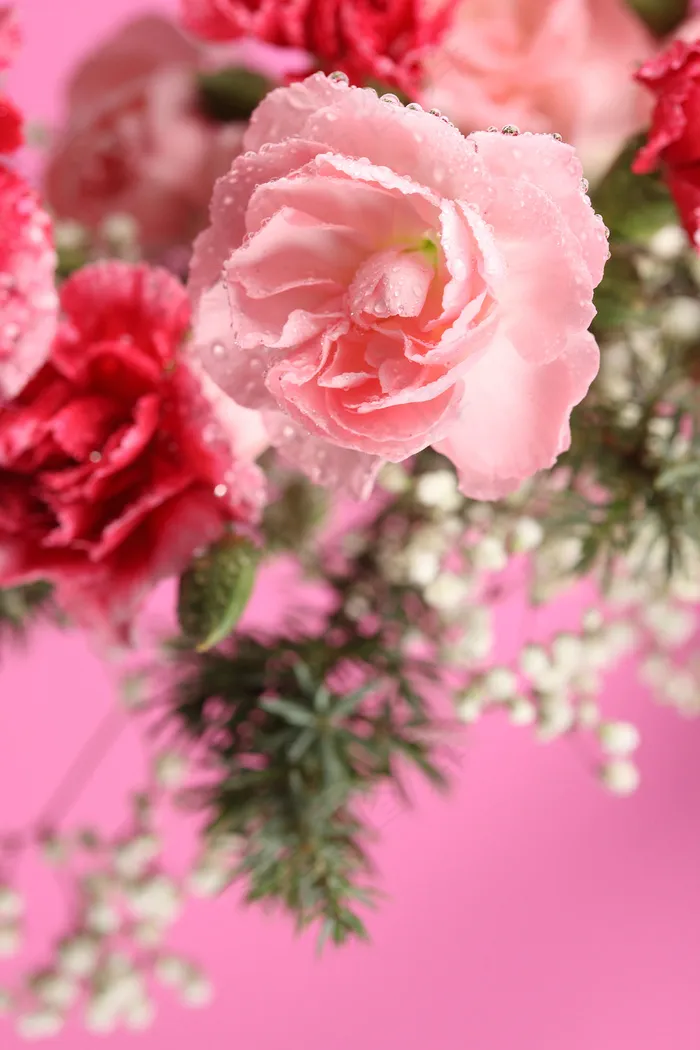粉色玫瑰花静物设计素材