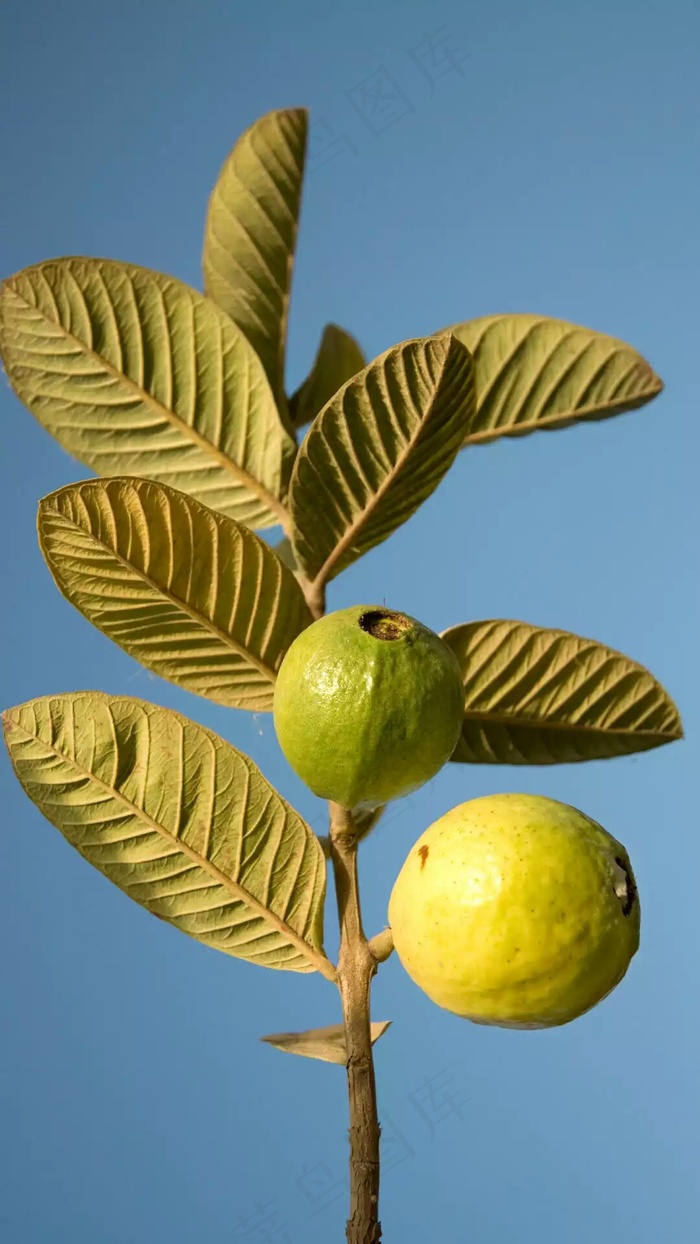 石榴高清摄影图片