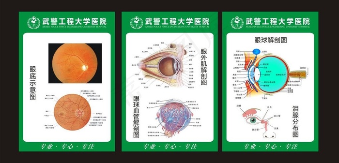 眼科 解剖图图片cdr矢量模版下载