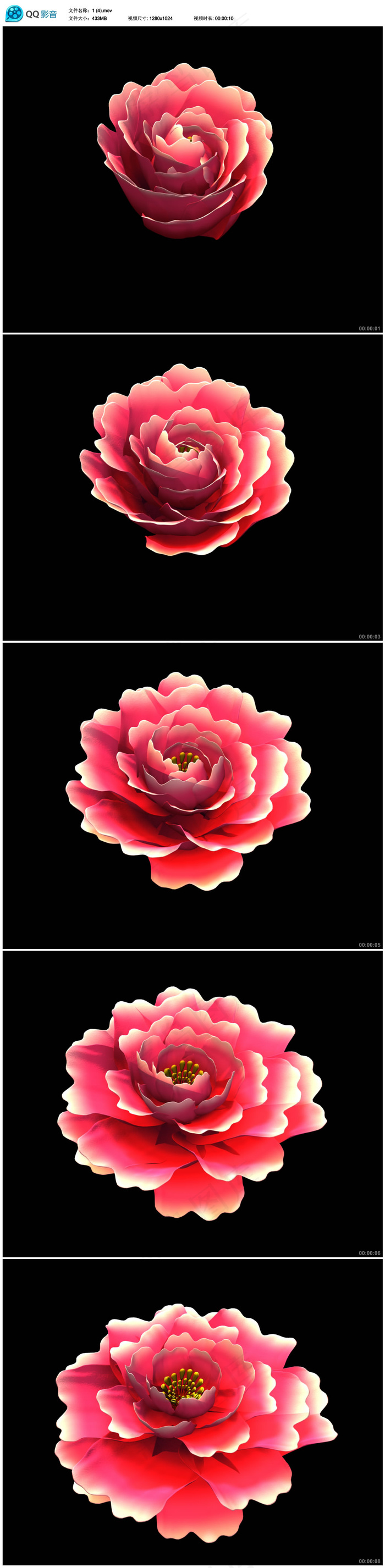 花开视频素材