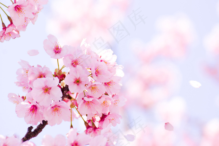 花团紧簇的樱花图片