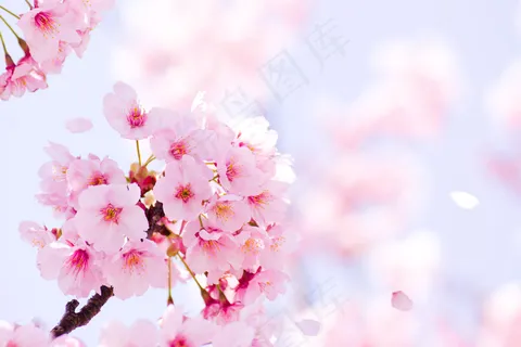 花团紧簇的樱花图片 花团紧簇的樱花图片