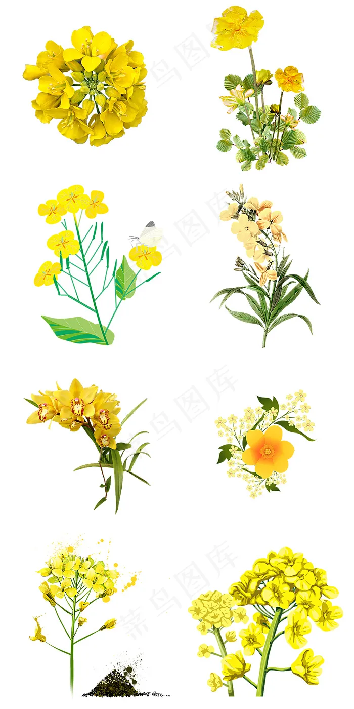 唯美油菜花图片png免抠素材psd模版下载