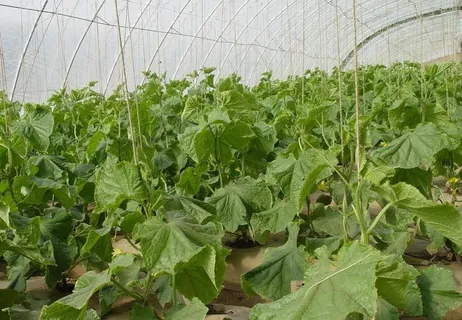 现代化农业大棚中的黄瓜图片