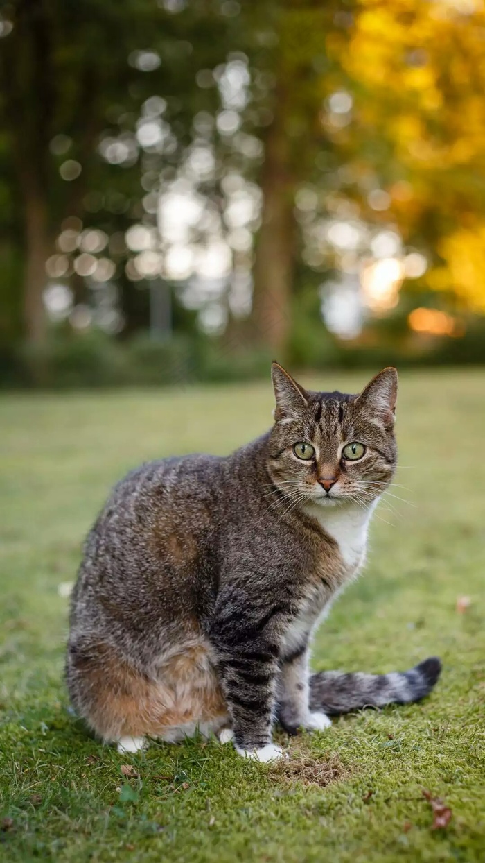 猫咪高清摄影图片