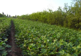 棉花地 植物图片