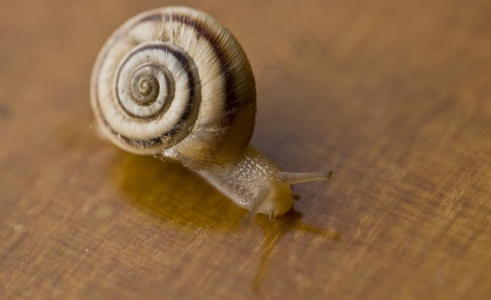 爬上窗台的蜗牛图片