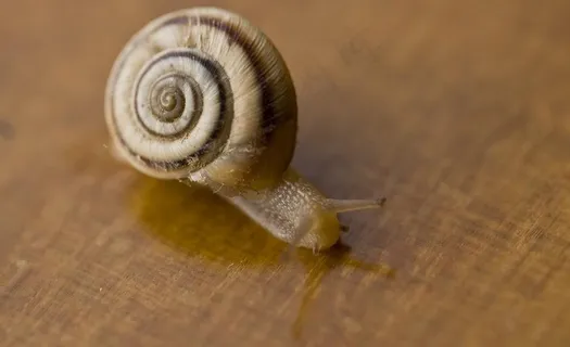爬上窗台的蜗牛图片