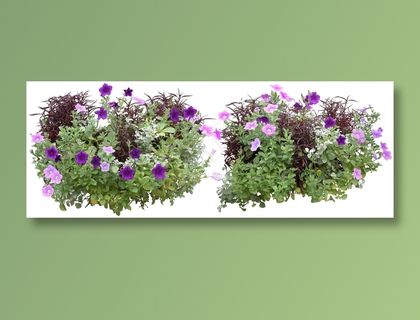 高清免抠植物矮牵牛