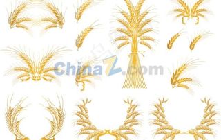 金黄小麦矢量素材下载