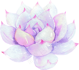 红尖多肉透明装饰素材