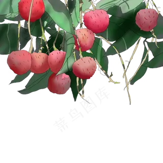 手绘水彩画水果树叶枝叶荔枝手绘水彩画水果树叶枝叶荔枝