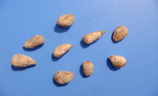 半夏素材下载图片