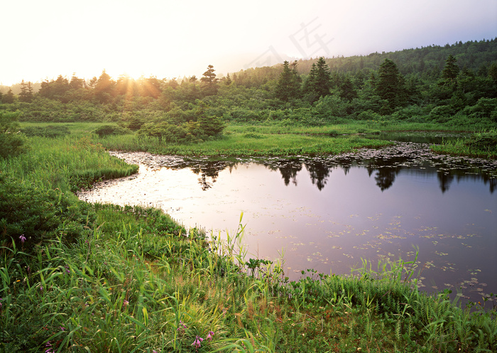 湿地沼泽风景