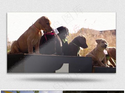 狗年小狗游戏玩闹温馨素材2K