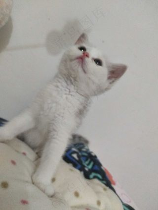 白色清新风宠物猫咪实拍摄影图