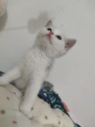 白色清新风宠物猫咪实拍摄影图