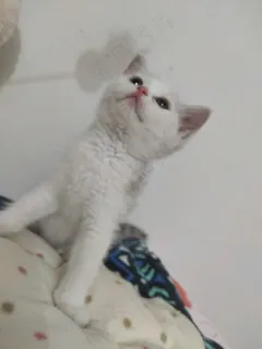 白色清新风宠物猫咪实拍摄影图 白色清新风宠物猫咪实拍摄影图