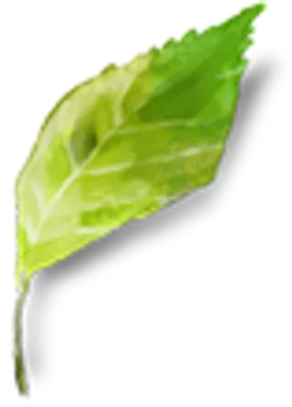 叶子免抠素材PNG分层