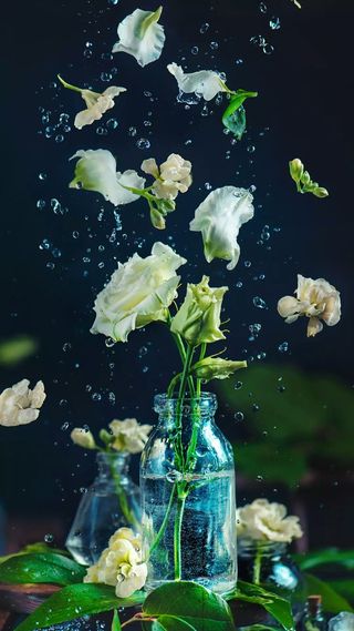 白色玫瑰花高清摄影图片