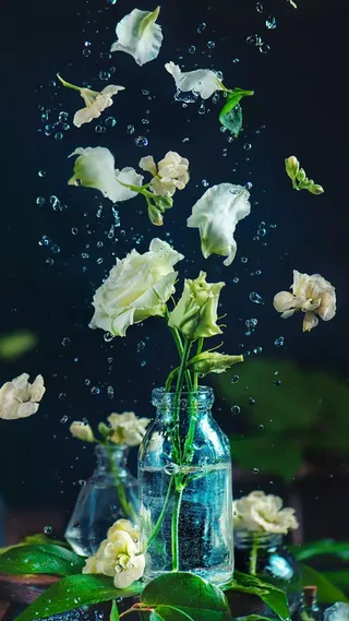 白色玫瑰花高清摄影图片